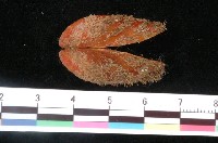 藏品(日本雲雀蛤)的圖片